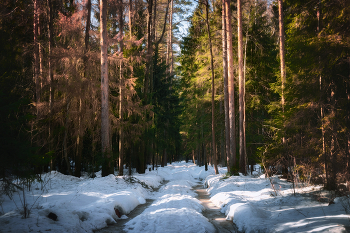 Солнечный день в заснеженном лесу / март, 2022