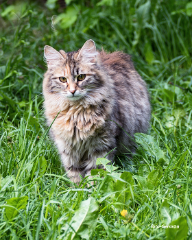 Бездомная коошка / Вышла из укрытия