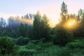 Утро в лесу / Рассветные сюжеты