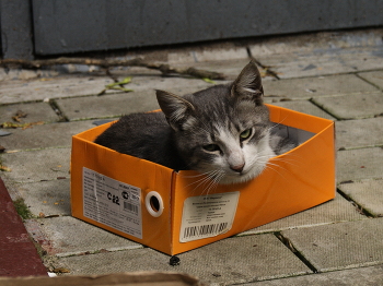 Кошкин дом / Кошкин дом