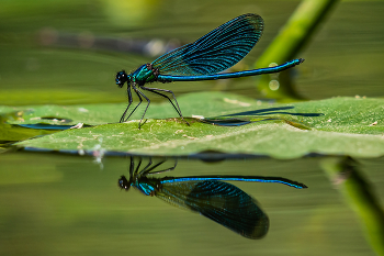 Красотка блестящая / Calopteryx splendens