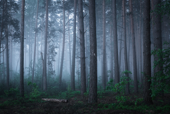 Утренний лес / Утро в лесу