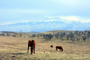 &nbsp; / Лошади мирно пасутся на фоне фисташковых деревьев и гор Тянь-Шань близ Бишкека, Кыргызстан.