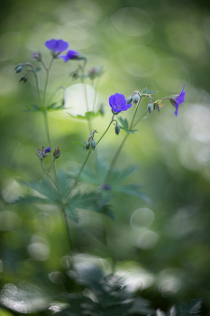 &nbsp; / гелиос 40-2С 85mm f/1.5