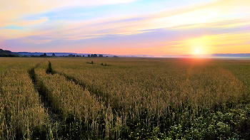 В поле пшеничном день занимался / Лето. Раннее утро. Южный Урал