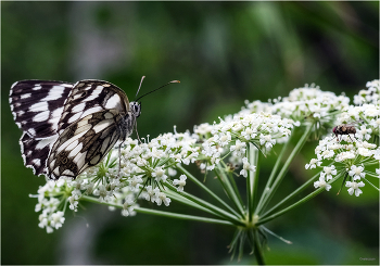 Двое на цветке / Пестроглазка галатея (Melanargia galathea) и серая муха