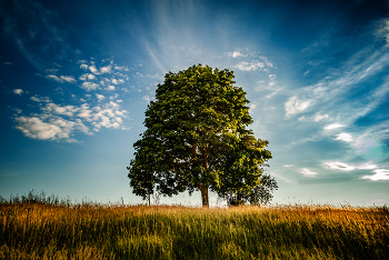  / ***