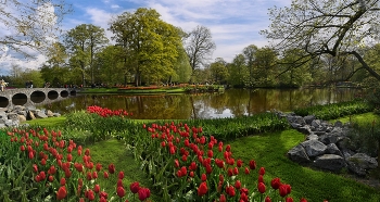 Парк тюльпанов &quot;Кёкенхоф&quot; в Голландии» / Голландия