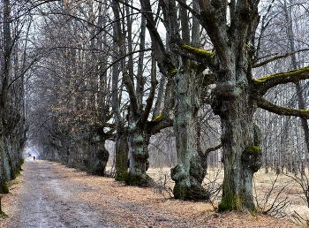 В парке весеннем...... / Петергоф. Луговой парк. Апрель