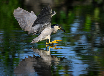 Black-crowned night heron / Black-crowned night heron