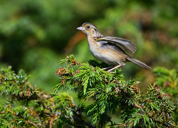 Grasshopper sparrow / Grasshopper sparrow