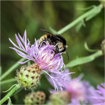 &nbsp; / Шмель-кукушка бородатый (Bombus barbutellus). Самец