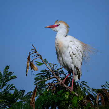 Cattle egret / Cattle egret