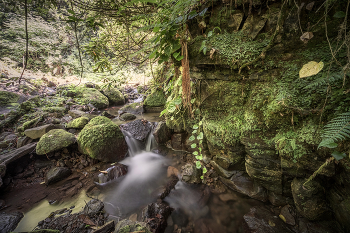 Джунгли Капнистави / Влажные субтропические джунгли в районе деревни семи водопадов - Капнистави
