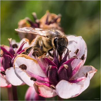 &nbsp; / Медоносная пчела (Apis mellifera) на Зонтичном сусаке