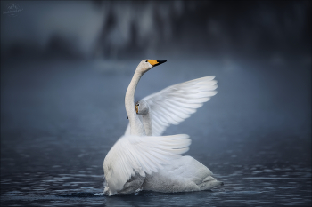 Не бойся, я с тобой! / Алтайский край.
Оз.Светлое ( Лебединое ).
© https://phototravel.pro/phototravel2023/