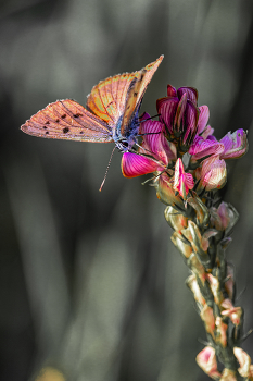 Бабочка и цветок... / Беларусь.
Могилевская область.