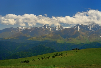 Высокогорные пастбища / Кавказ