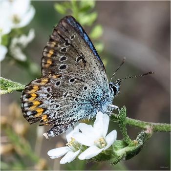  / Голубянка Идас (Plebejus idas). Самец