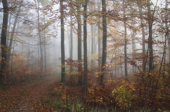 Туманное утро / Туманное утро в осеннем лесу.