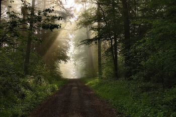 Лучик солнце / Весеннее утро в туманном лесу.