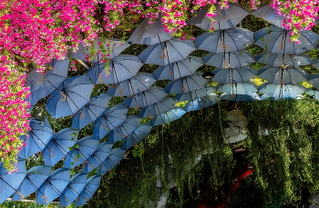 Галерея зонтиков. / Парк цветов. Дубай.