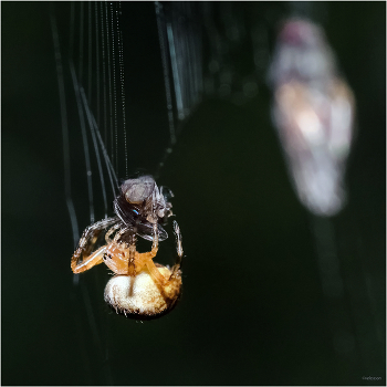 Одну ягодку беру, на другую смотрю... / Паук-крестовик кругопряд (Araneus)