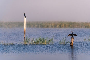 Бакланы / На отдыхе