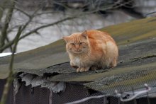 Мартовский кот. Одиночество / ***