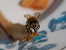 Лицом к лицу / Пчела пьет воду