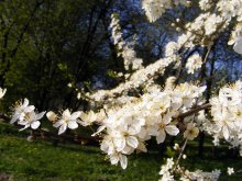 И снова весна :) / Сколько уже избитая тема цветущих деревьев, но столько прекрасное и радующее каждый раз!