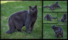 одна минута из дачной жизни кота К. / Кузя, 6 лет