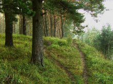 Развилка на опушке леса / в Витебске