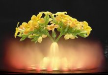 Цветок из фонтана / Из Клермон-Феррана - фонтан, из Гомеля - цветок