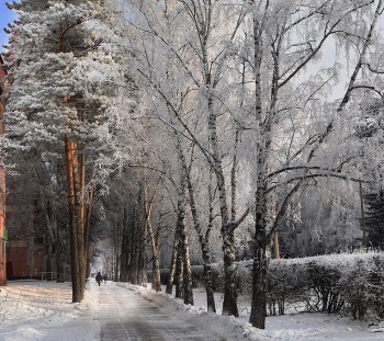 Морской проспект зимой / Новосибирский Академгородок, декабрь 2021 г.