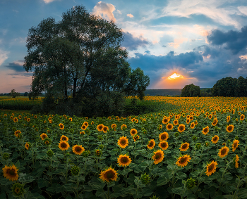 Подсолнечное поле в Корочанском районе / Из серии «Живопись полей». 
Из фотопроекта "Земля Белгородская».