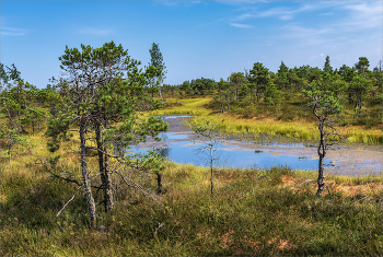 Кемерские болота. Латвия / ***