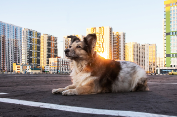 Собака на закате / Собака лежит на фоне заката и жилого района