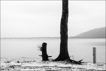 пейзаж с деревом / ***