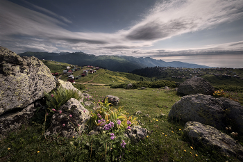 Alpine Meadows of Guria / Альпийские луга гурии на Гомис Мта