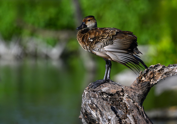 West Indian whistling duck / West Indian whistling duck