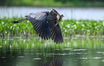 Great blue heron / Great blue heron