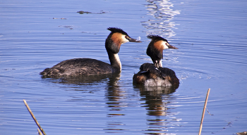 С малышом на спинке... / С кончика клюва корм передаётся в клюв птенцу. 
На снимке: Чомга-папа собирается дать малышу пёрышко. Перья, кроме основного корма — мелких рыбок, помогают птенцам лучше усваивать пищу.

https://photocentra.ru/work/913603
Отличный текст про чомг:
 https://dzen.ru/a/Xkhb7HDSqhPhvxXg