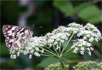 Вдвоём... / Пестроглазка галатея (Melanargia galathea) и Серая муха (Sarcophaga carnaria)