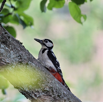 &nbsp; / лето, птицы