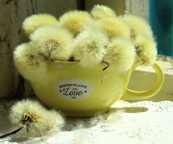 Натюрморт. / Натюрморт с одуванчиками.