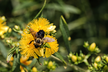 Медосбор / В Бруклинском Ботаническом Саду
