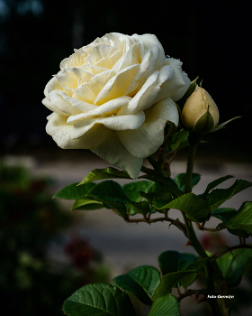 Белая роза / на бульваре