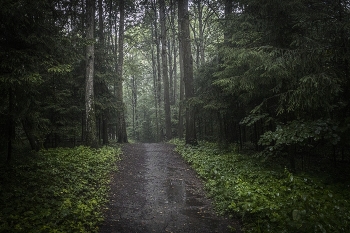 В дождь... / ...в лесу