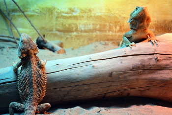 Бородатые ящерицы поругались / Возможно, уже помирились. Алматинский зоопарк, Алматы, Казахстан.